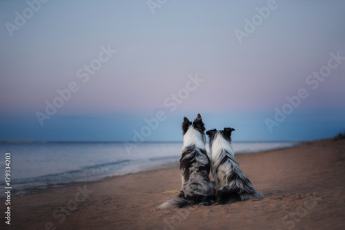 Photography Two border collie on the sea