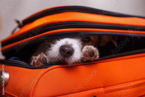 Fototapeta Naklejka Na Ścianę i Meble -  Little dog in the suitcase