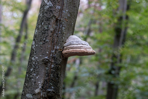 champignon sur arbre