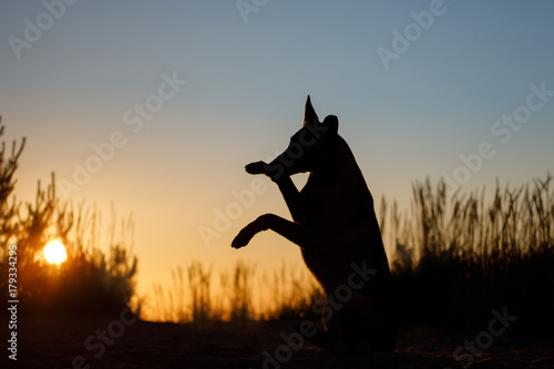 Dog at sunset