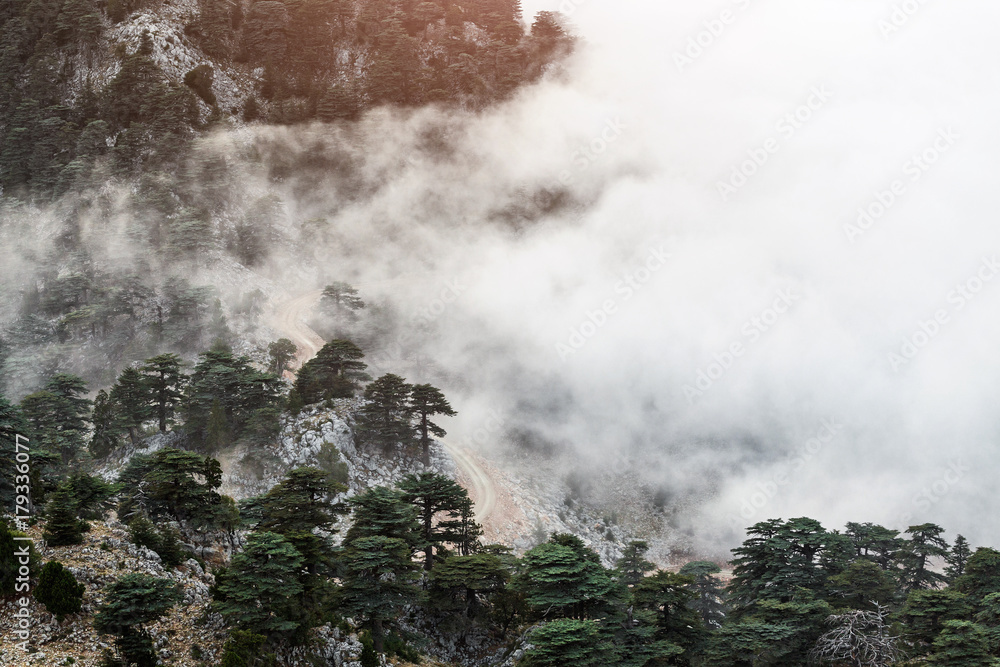 Cedar of Lebanon Cedrus libani forest in the mist and fog near Tahtali mountain in Turkey. Rare and endangered species of trees