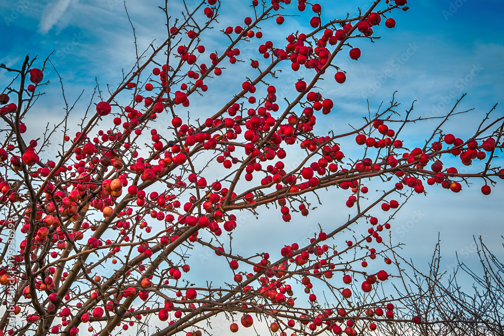 Bunch of winter apples on naked tree branches. Bunch of winter apples on naked tree branches.