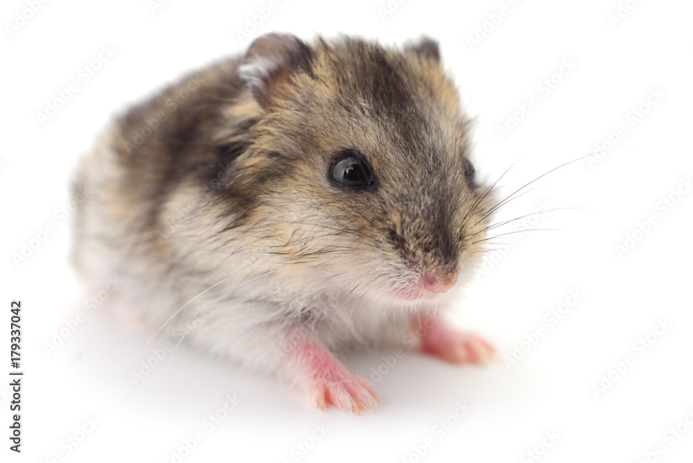 Small domestic hamster. Small domestic hamster.