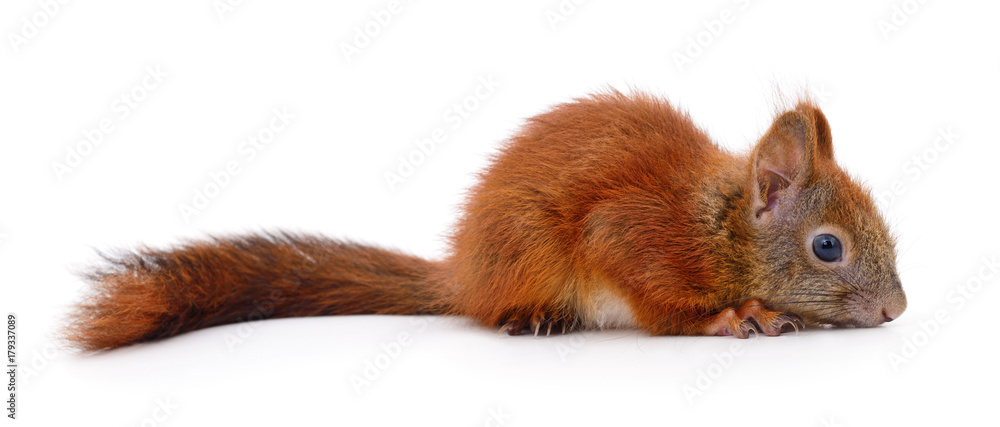 Obraz premium Eurasian red squirrel.