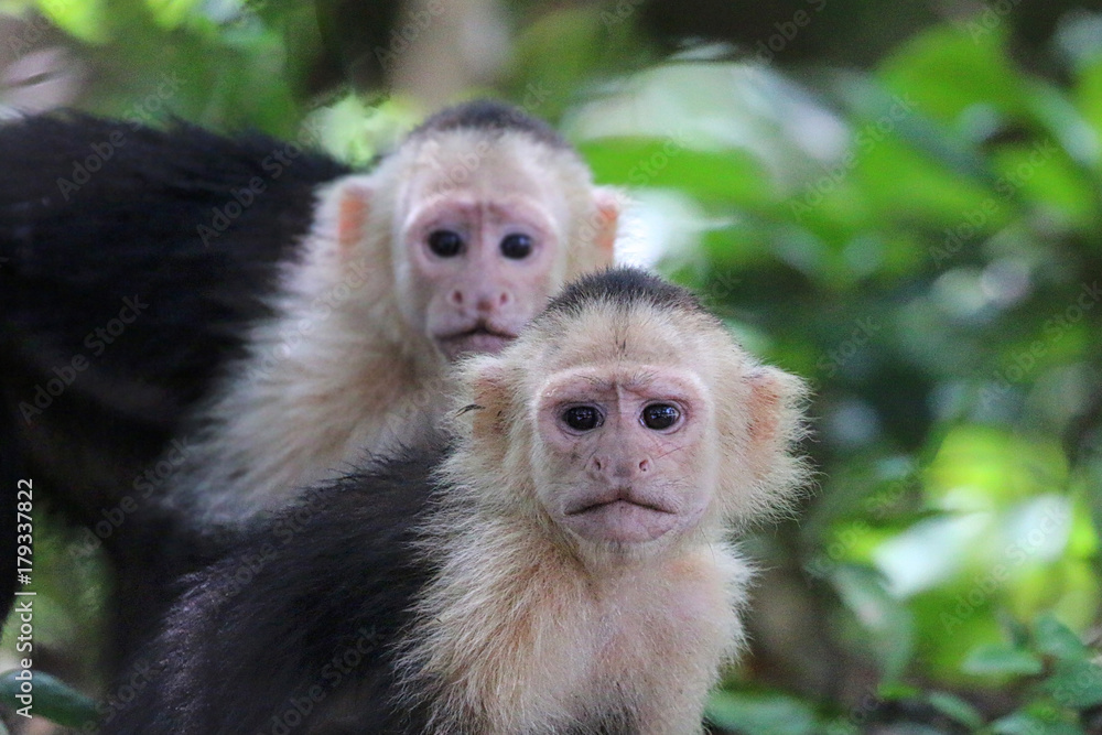 White Faced Capuchin Monkey White Faced Capuchin Monkey