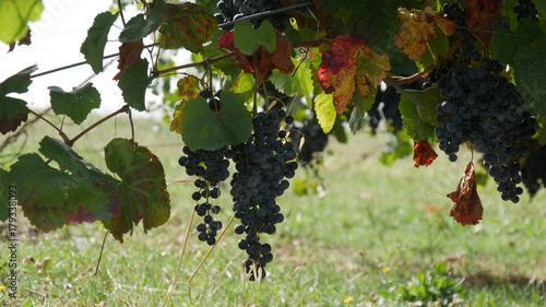 Obraz na plátně Vigneti per la produzione di vino Lambrusco in Emilia Romagna