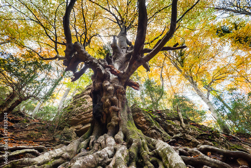 Old beech tree in Autumn.