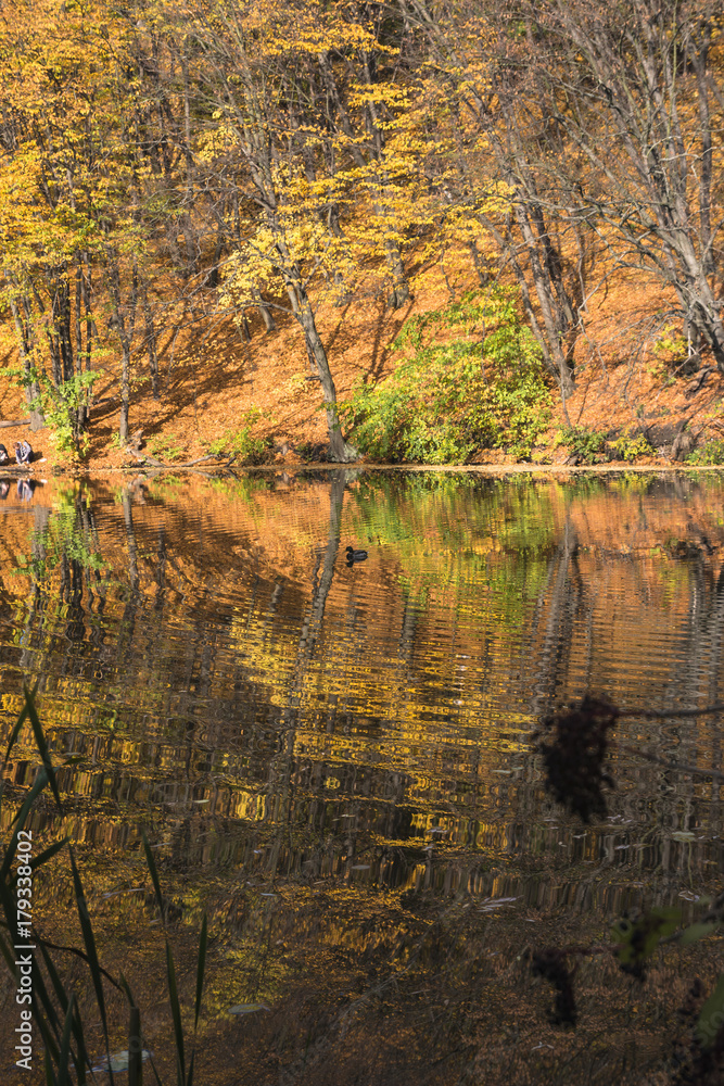 Fototapeta premium Sunny autumn