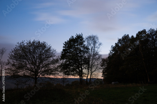Tree Silhouettes © darknightsky