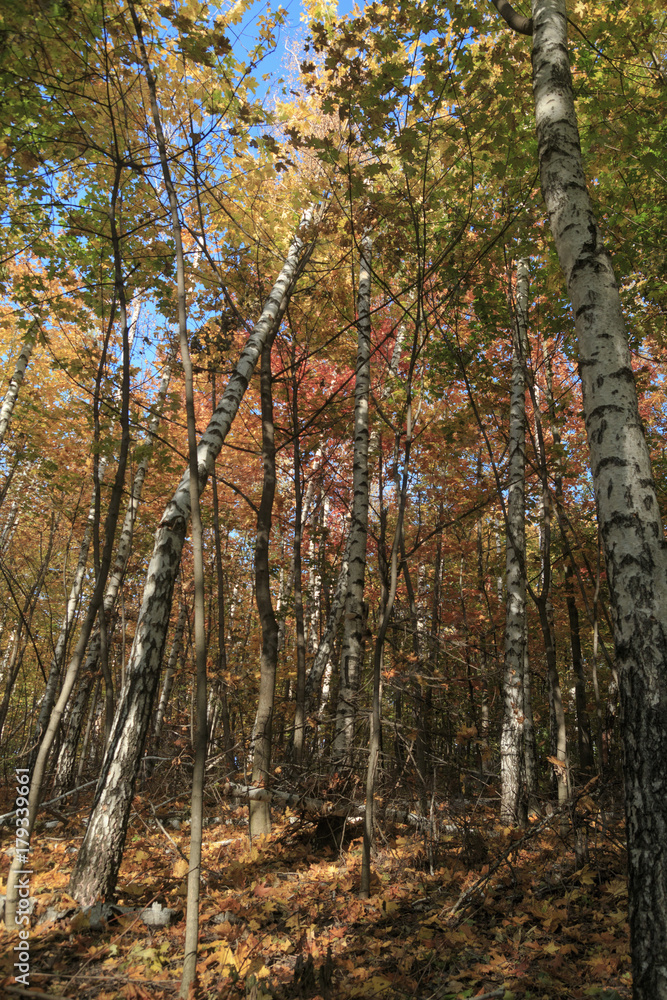 Fototapeta premium Autumn