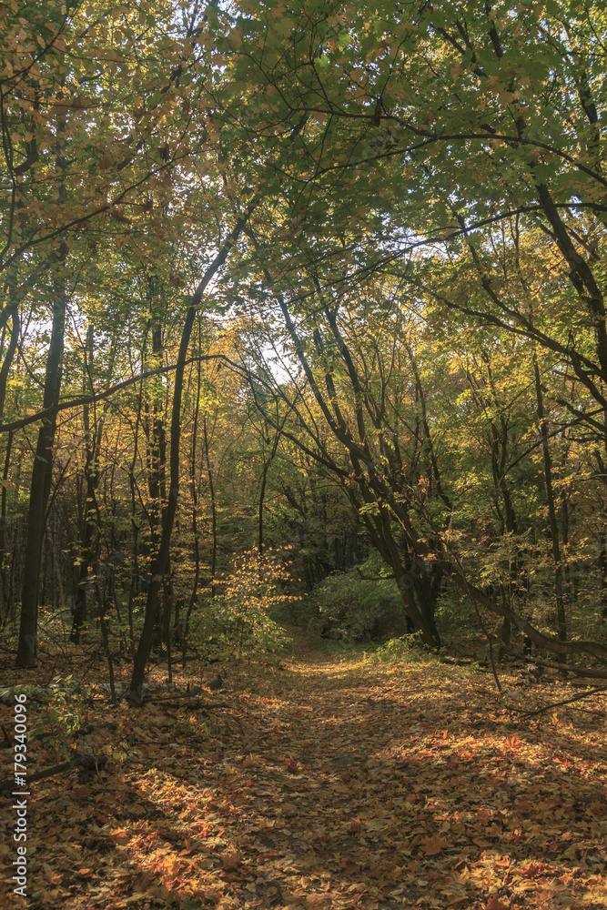 Obraz premium Autumn