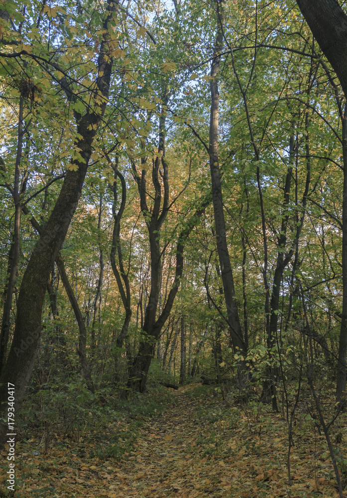 Autumn Autumn