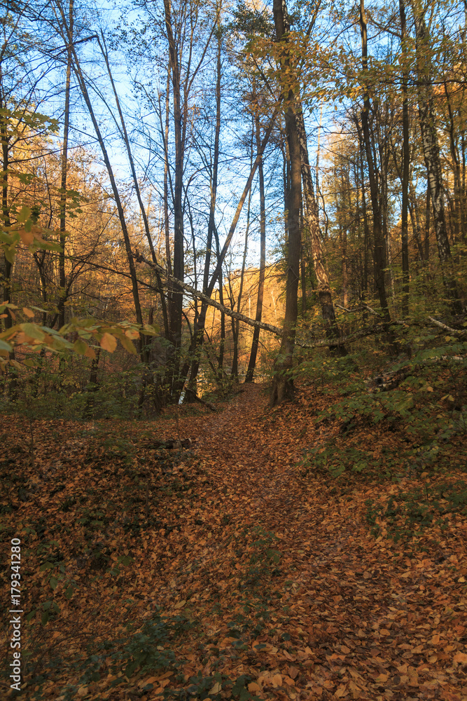 Obraz premium Autumn