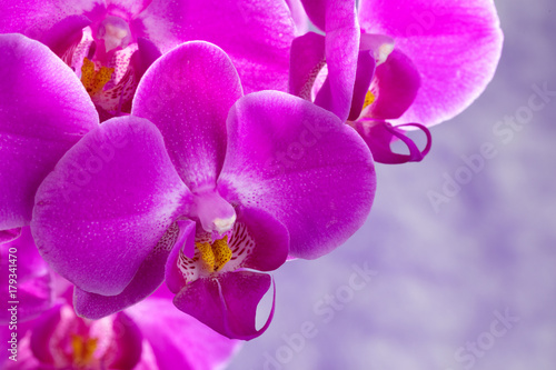 purple orchids composition
