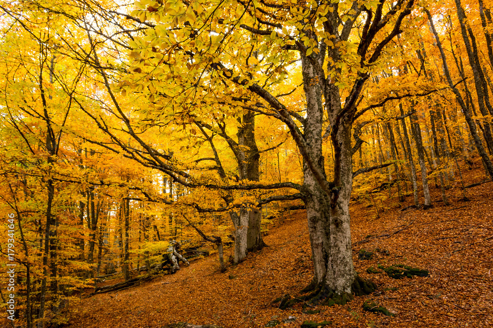 Naklejka premium Autumn forest 19