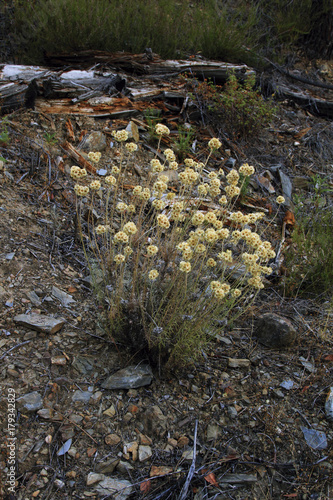 Tomillo yesquero o siempreviva, Helichrysum italicum, Sauceda, Hurdes, España photo