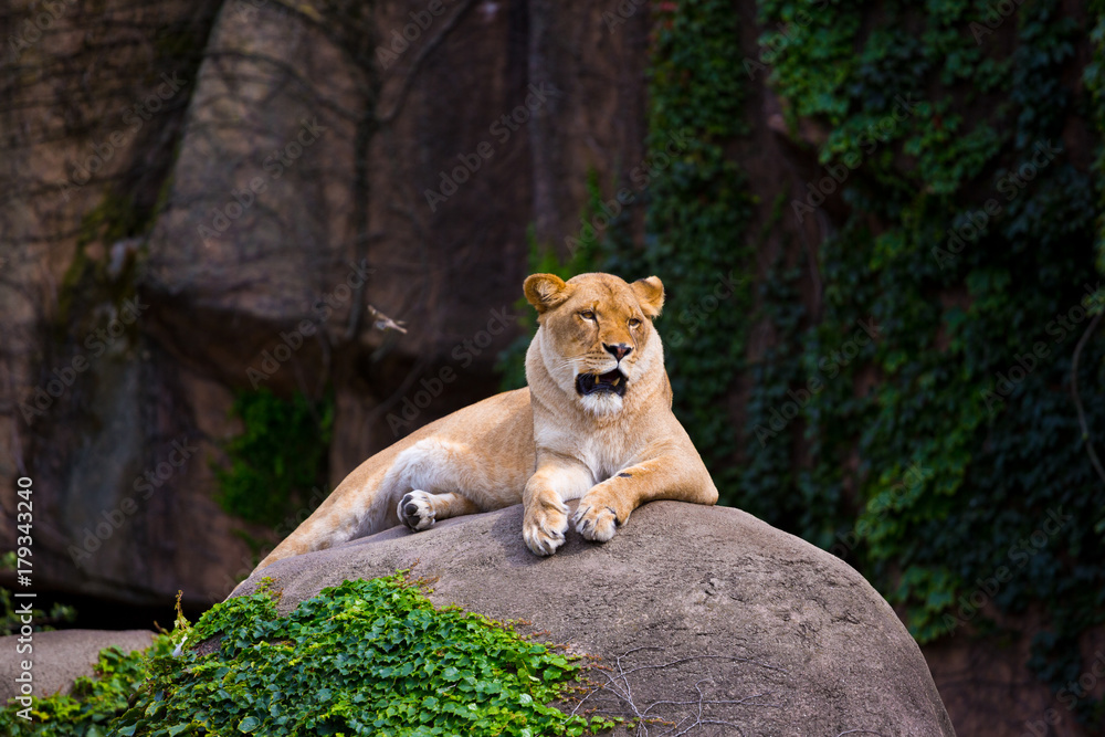 Beautiful female lioness sitting on a rock in an open space. Beautiful female lioness sitting on a rock in an open space.