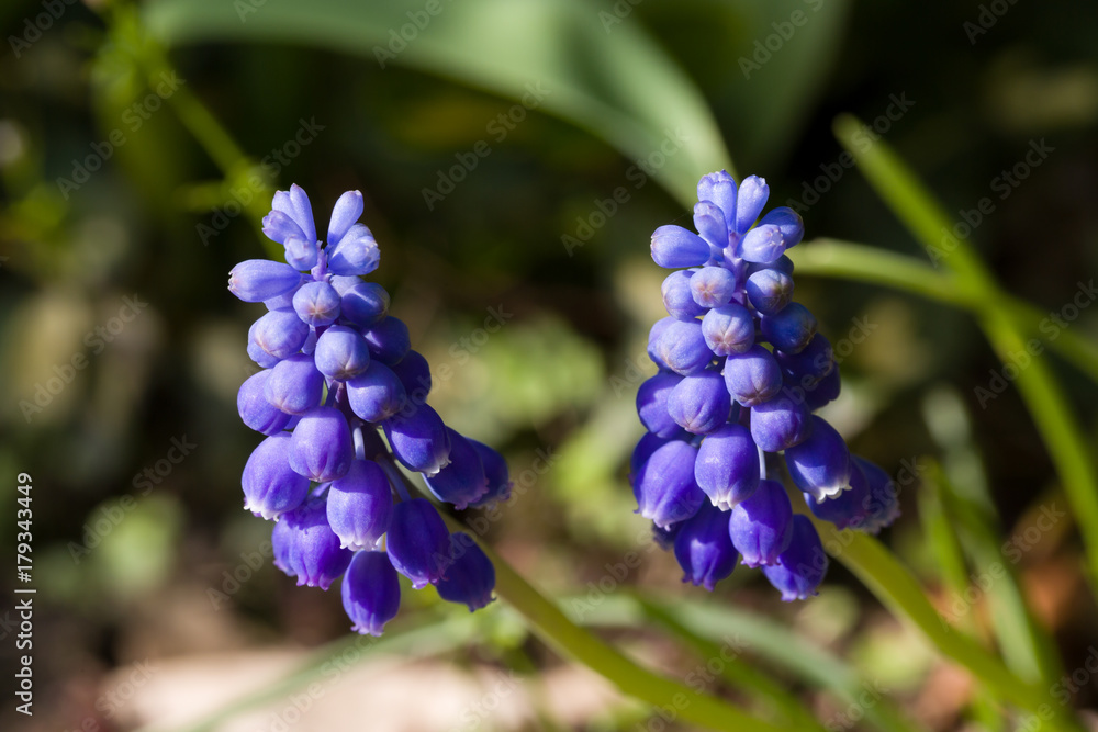 Close up of blue spring flowers grape hyacinth in spring with natural green background. Selective focus. Shallow depth of field. Close up of blue spring flowers grape hyacinth in spring with natural green background. Selective focus. Shallow depth of field.