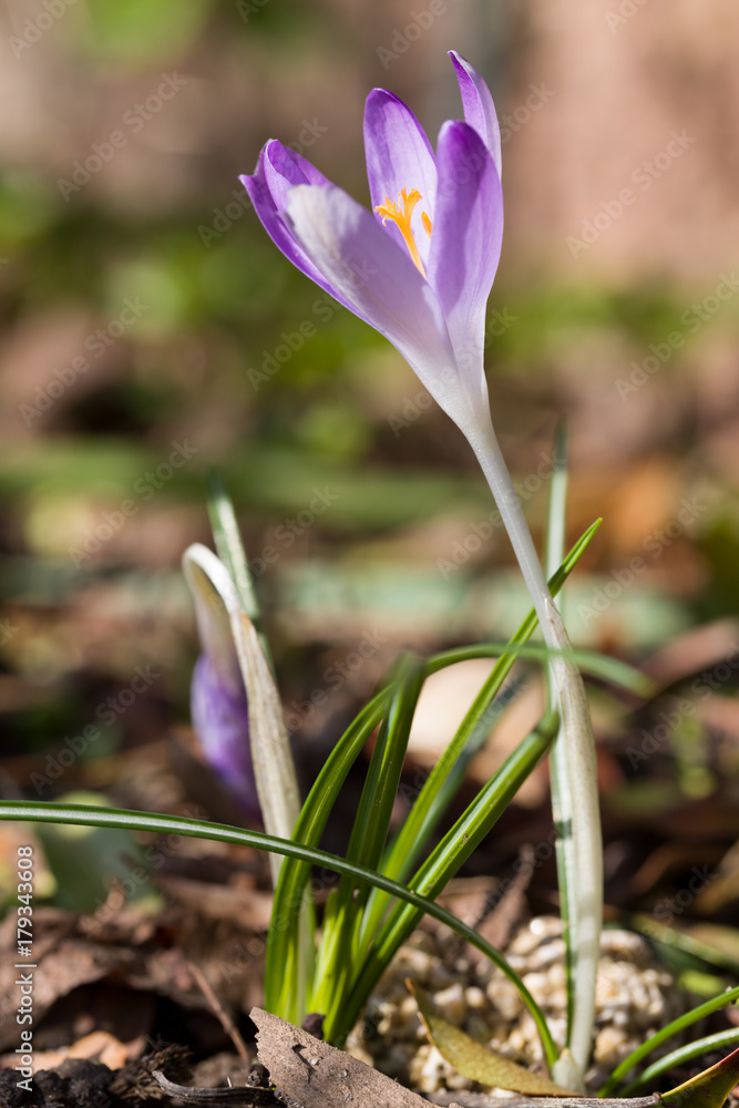 Close up of first spring wild crocus crocus tommasinianus blooming with natural background. Selective focus. Shallow depth of field. Close up of first spring wild crocus crocus tommasinianus blooming with natural background. Selective focus. Shallow depth of field.