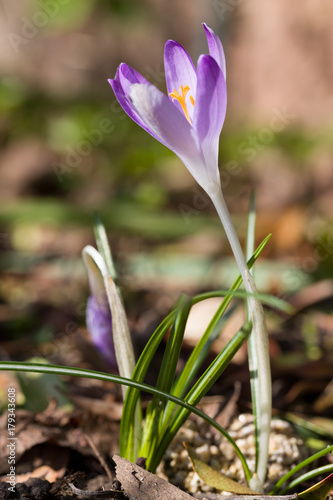 Close up of first spring wild crocus crocus tommasinianus blooming with natural background. Selective focus. Shallow depth of field.