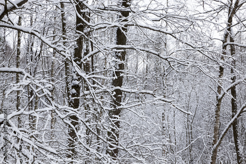 Wallpaper Mural baremaple trunks Torontodigital.ca