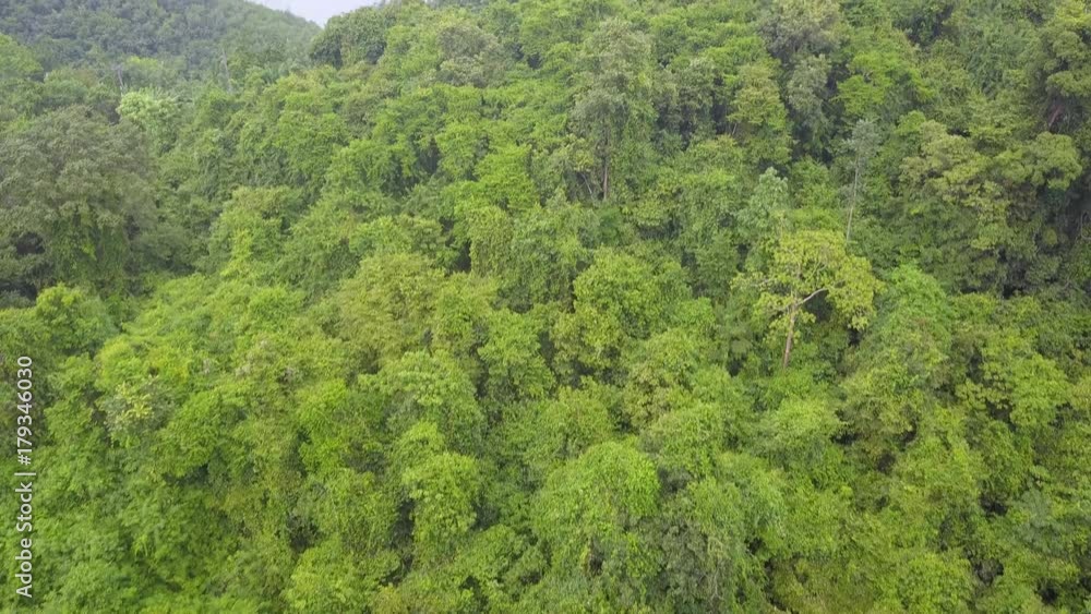 Aerial: a tropical environment, flying through the jungle, green lush background Aerial: a tropical environment, flying through the jungle, green lush background