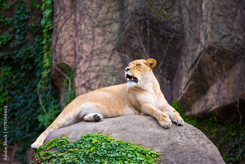 Beautiful female lioness sitting on a rock in an open space. Beautiful female lioness sitting on a rock in an open space.