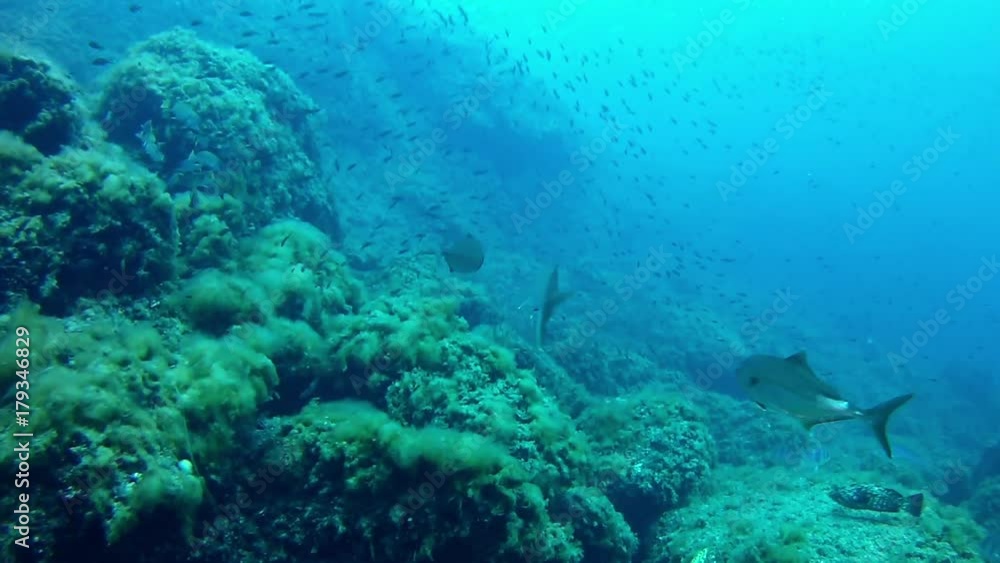 Marine life amberjacks groupers and sardines in a reef Marine life amberjacks groupers and sardines in a reef