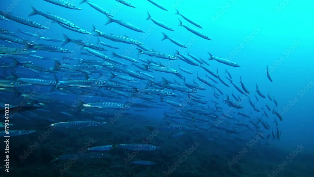 School of fish. Scuba diving with barracudas School of fish. Scuba diving with barracudas