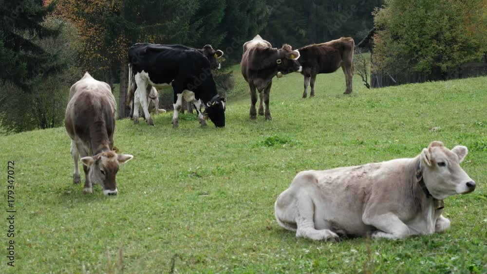 Cows pasturing and relaxing on green lush field in summertime. Cows pasturing and relaxing on green lush field in summertime.