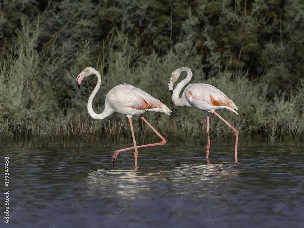 Two Greater Flamingos Foraging on the Pond