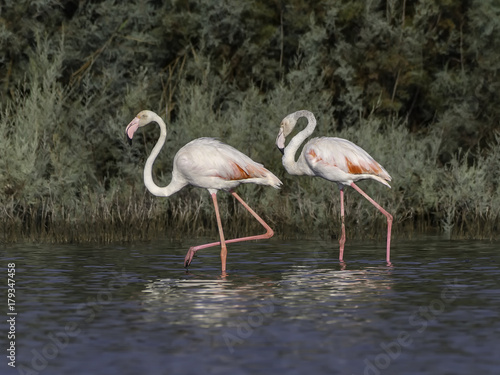 Two Greater Flamingos Foraging on the Pond