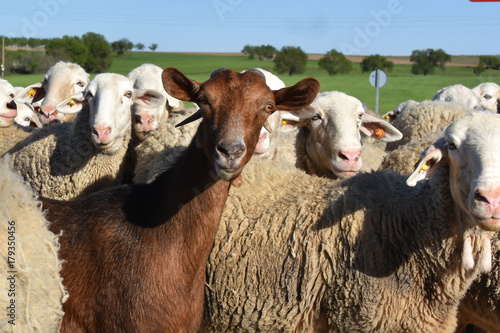 Sheep and goat