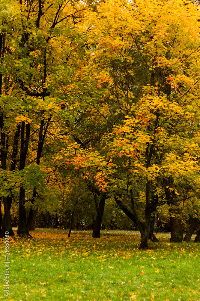 Autumn park maple trees