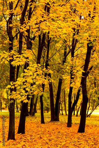 Autumn park maple trees