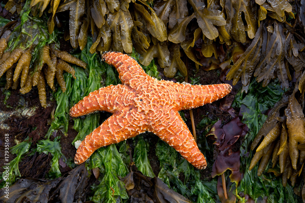 Orange starfish on a seaweed and yellow kelp Orange starfish on a seaweed and yellow kelp