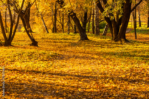 Autumn park yellow foliage