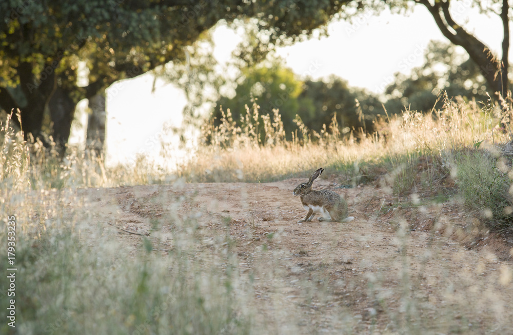 Hare at dehesa pastoral management state at sunset, Badajoz, Spain Hare at dehesa pastoral management state at sunset, Badajoz, Spain