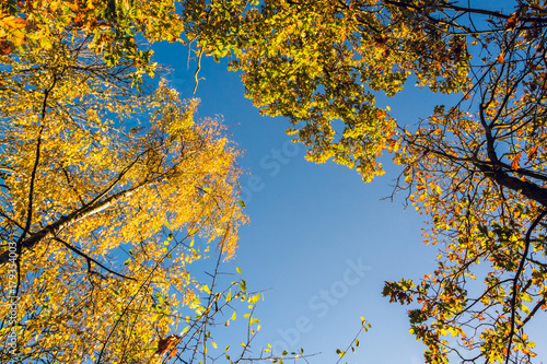 Colorful tree canopy in Autumn on sunny morning - Autumn background 3