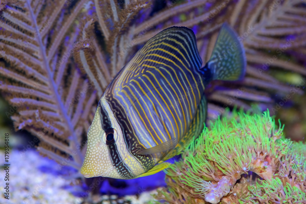 Red Sea or Desjardin's Tang, Zebrasoma desjardini, native to the Red