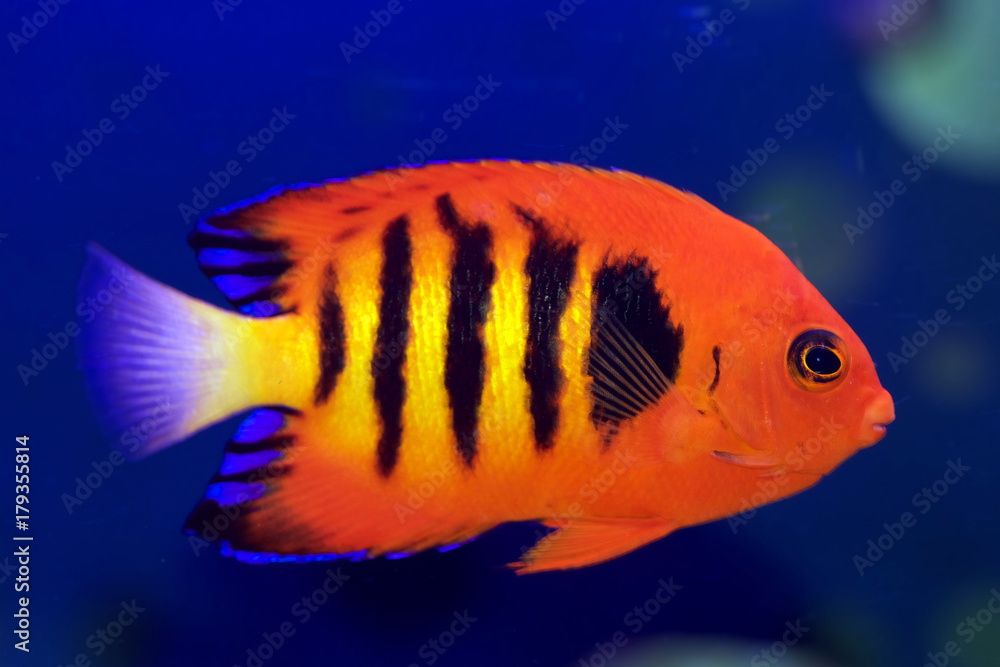 Naklejka premium Flame Angelfish, Centropyge loricula