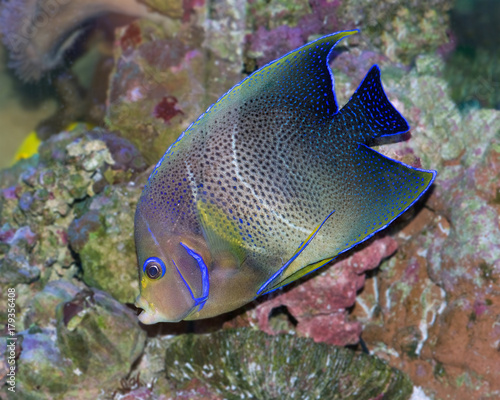 Koran or Semicirle Angelfish, Pomacanthus semicirculatus
 photo