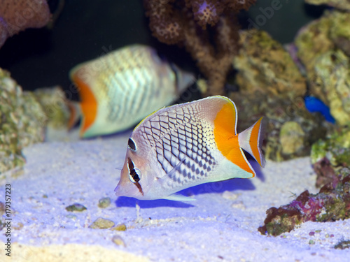 Pearlscale Butterflyfish, Chaetodon xanthurus