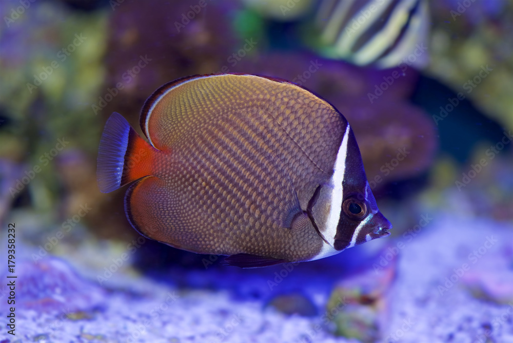 Fototapeta premium Pakistan Butterflyfish, Chaetodon collare