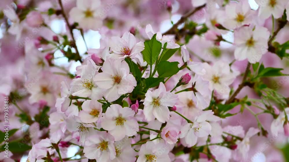 Nature Video Close up japan cherry blossom on the cherry tree are wind full bloom in spring season,4K or UHD Resolution. Nature Video Close up japan cherry blossom on the cherry tree are wind full bloom in spring season,4K or UHD Resolution.