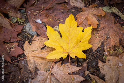 Yellow maple leaf © Sharon