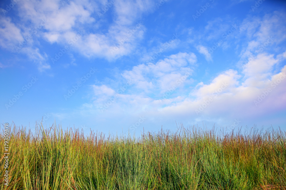 Meadow grasses against a blue sky with clouds