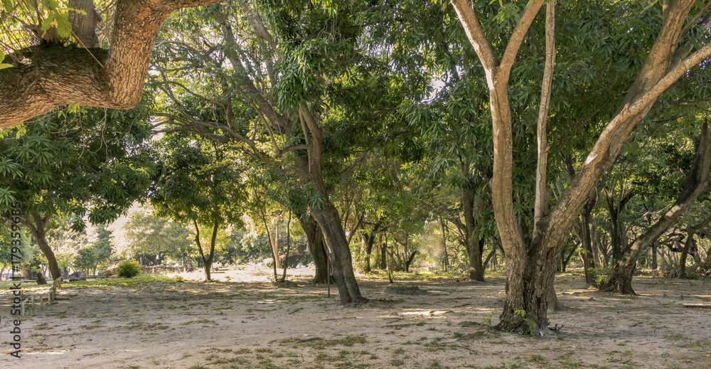 Fototapeta premium Forest horizon. Beautiful view of a tree camp.
