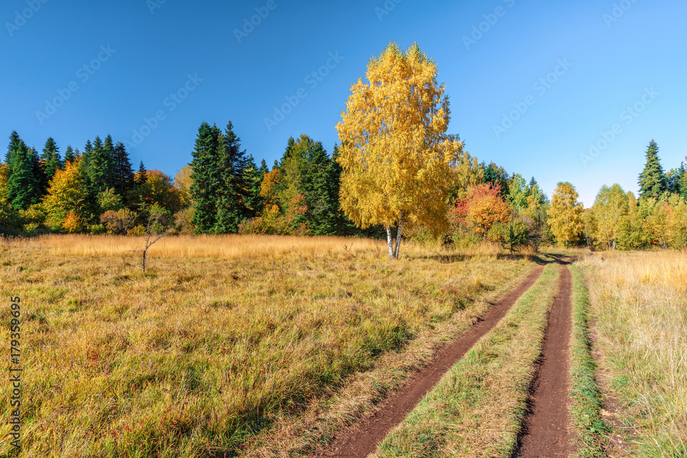 Scenic sunny countryside landscape of Caucasus golden autumn mountain forest with yellow leave birch tree on glade and rural lane on blue sky background