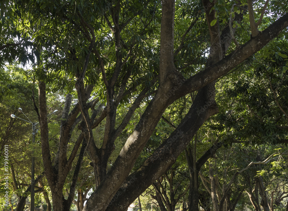 Tree viewed from bottom. Branches and leaves forming a beautiful image.